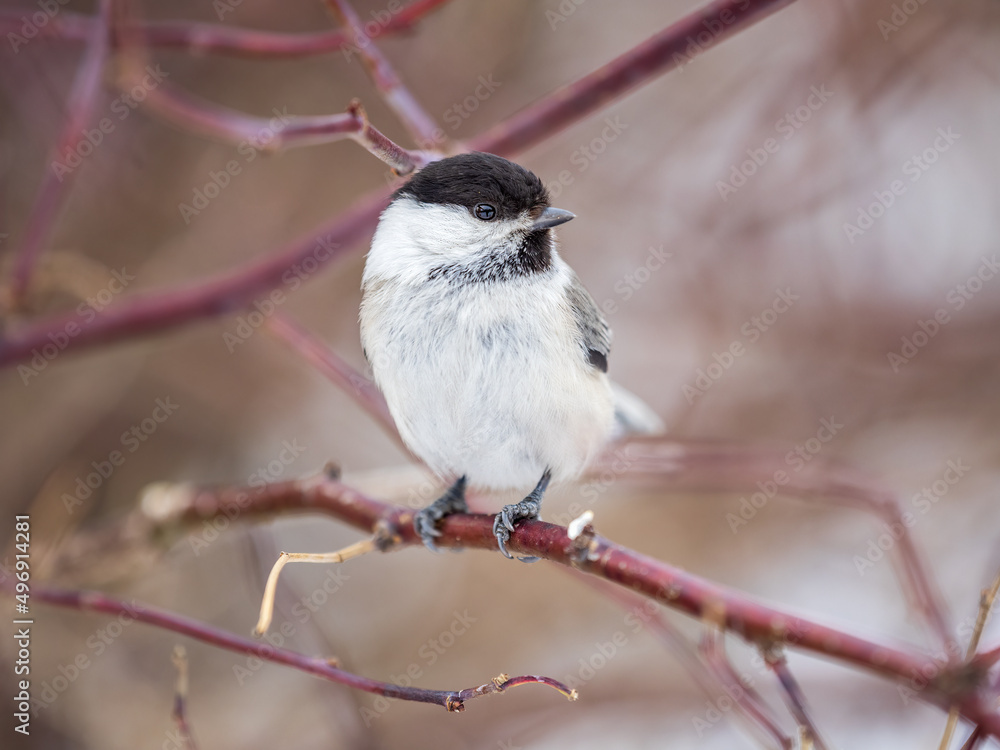 Cute bird the willow tit, song bird sitting on a branch without leaves in the winter. Cute bird the willow tit, song bird sitting on a branch without leaves in the winter.