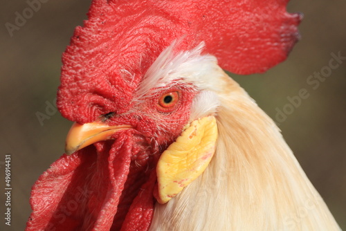 White rooster with a red crest free in the field.