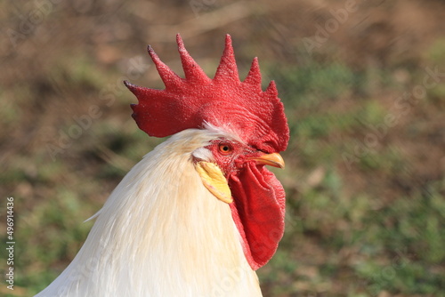 White rooster with a red crest free in the field.