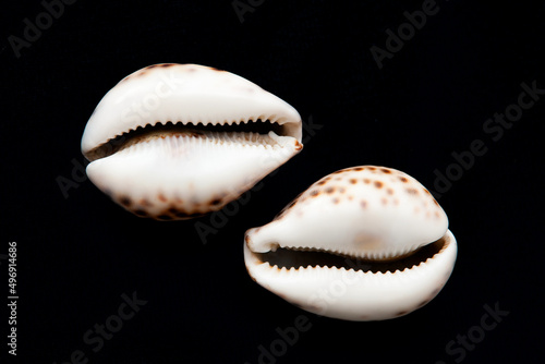 Two shells isolated on black background