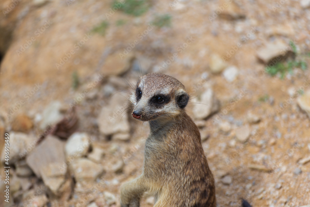 meerkat on guard meerkat on guard