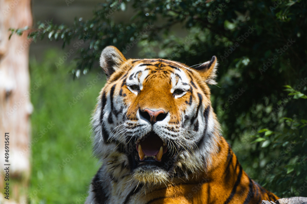 Fototapeta premium tiger in the zoo