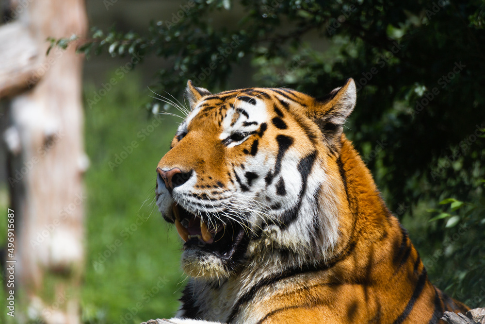 tiger in the zoo tiger in the zoo