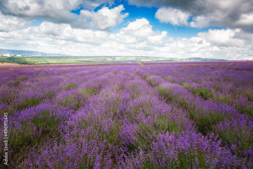 Big field of blooming lavender on a summer day under blue sky © Shchipkova Elena