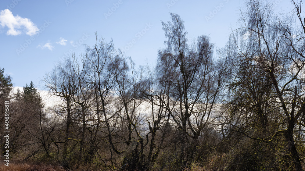 Trees without leafs in a city park during a sunny winter day. Trees without leafs in a city park during a sunny winter day.