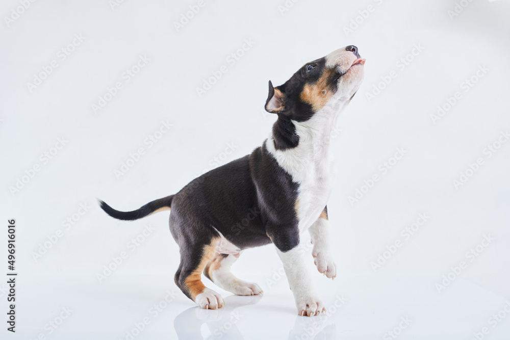 Adorable bull terrier puppy curious posing on studio white background. Miniature bullterrier boy. Adorable bull terrier puppy curious posing on studio white background. Miniature bullterrier boy.