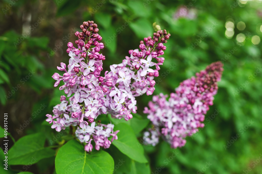 Natural spring background. Lilac flowers on bush in the park. Natural spring background. Lilac flowers on bush in the park.