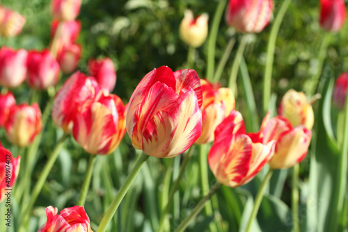 Red with yellow tulips against green grass background in the garden. Closeup. Sunny day