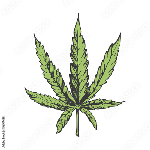 medical cannabis leaf with dark outline and green leaf medical cannabis leaf with dark outline and green leaf, hemp symbol, isolated hand-drawn element