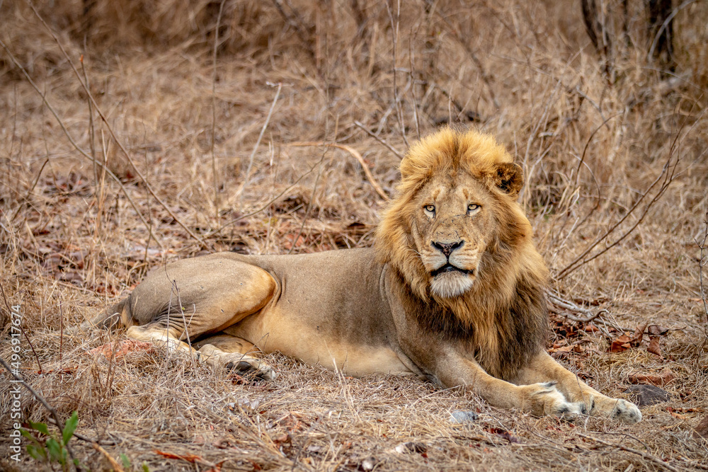 Big male Lion laying in the grass. Big male Lion laying in the grass.