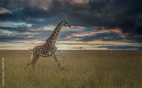 Giraffe running in grass of the Savanna, the plains of Africa during a beautiful dramatic sunset. African wildlife in Masai Mara, Kenya