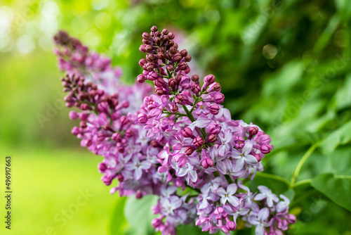 Natural spring background. Lilac flowers on bush in the park.