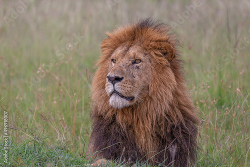 Male lion lying down on the grass with beautiful mane looking sideways. African wildlife in Masai Mara, Kenya