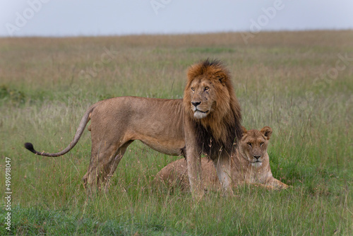 Pair of lions in the grass, Male lion with beautiful mane standing and lioness lying down. African wildlife in Masai Mara, Kenya