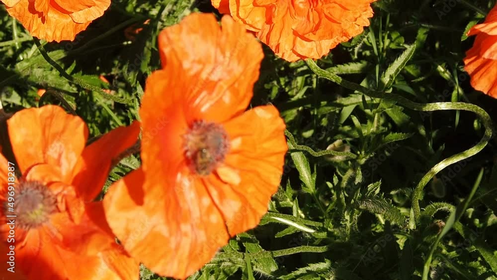Orange flowers with the bees in my garden Orange flowers with the bees in my garden