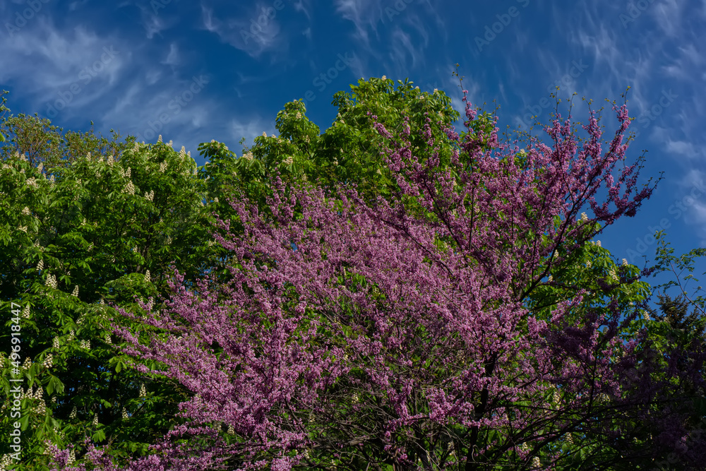 Blooming chestnut and sakura trees against the sky. Blooming chestnut and sakura trees against the sky.