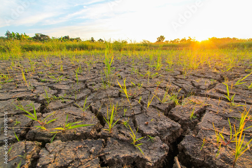 Cracked soil in the dry season is caused by the hot summer weather in Thailand causing water to evaporate and the soil lacking moisture to the point of cracking and unable to cultivate.