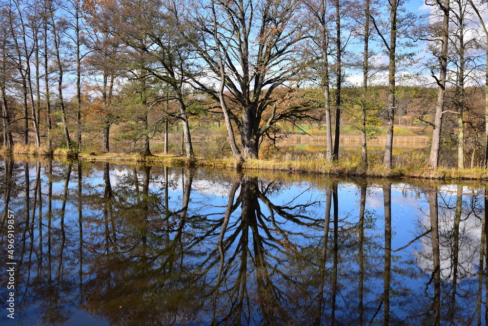 Obraz premium Tree reflections