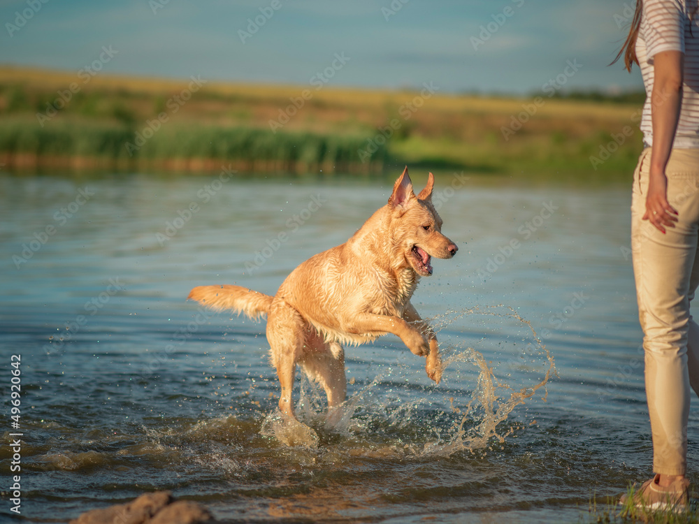 A girl plays with a thoroughbred labrador on a summer lake. A girl plays with a thoroughbred labrador on a summer lake.