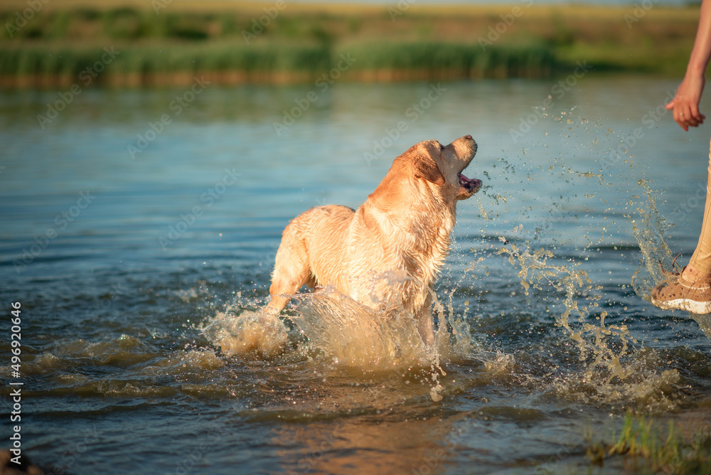 A girl plays with a thoroughbred labrador on a summer lake.