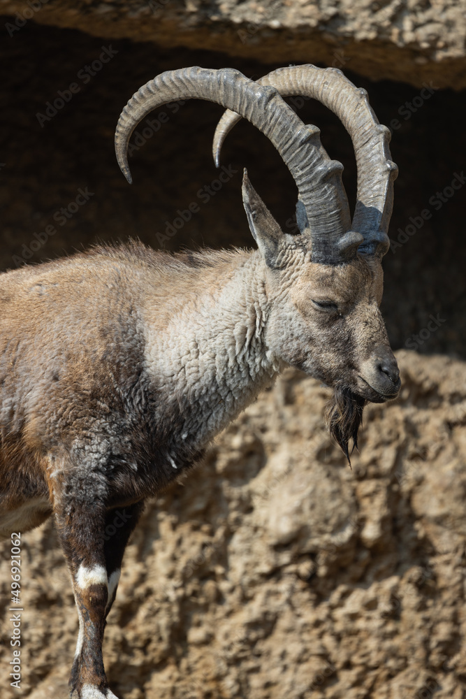 An ibex struts over hill and dale here. It is also called Capra Nubiana. A truly beautiful and majestic creature. An ibex struts over hill and dale here. It is also called Capra Nubiana. A truly beautiful and majestic creature.