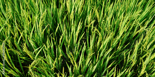 green grass background