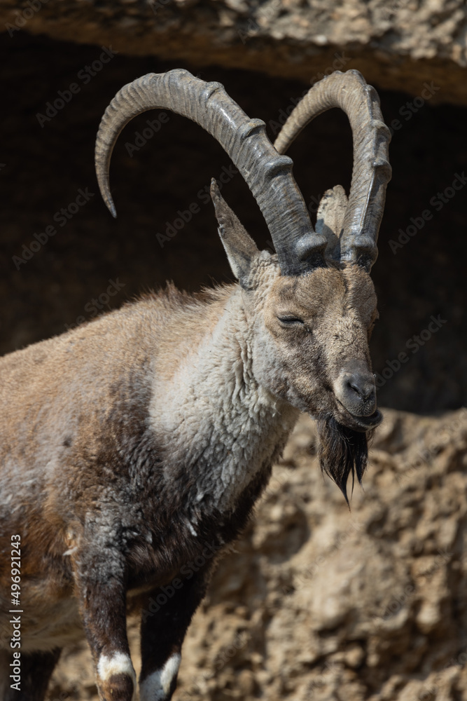 An ibex, also called Capra Nubiana, climbs steep cliffs as if it were no problem. Such a beautiful and powerful animal that often occurs in the Alps.