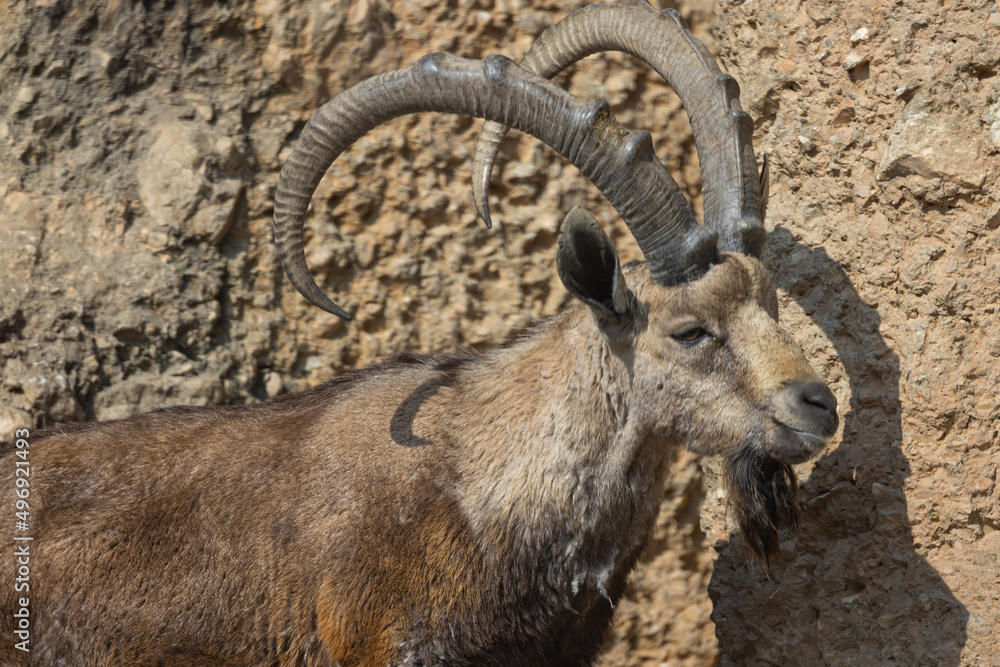 A great sight of a large ibex proudly marching on the rocks looking down at the other animals. A very beautiful animal. A great sight of a large ibex proudly marching on the rocks looking down at the other animals. A very beautiful animal.