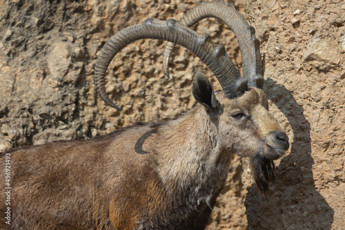 A great sight of a large ibex proudly marching on the rocks looking down at the other animals. A very beautiful animal.