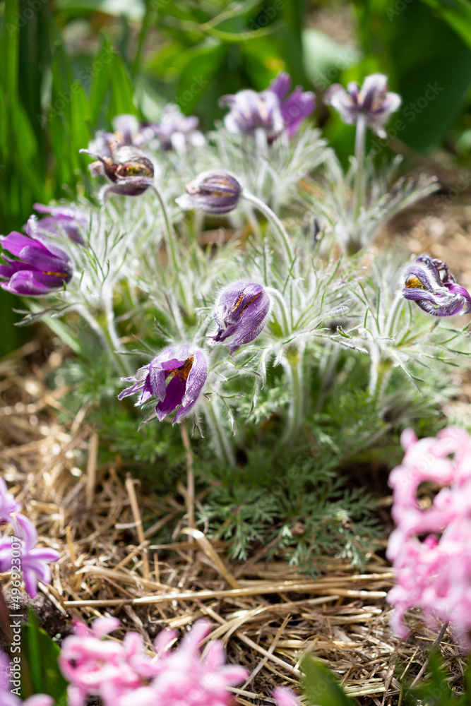 Spring flowers in garden anemone blossom Spring flowers in garden anemone blossom