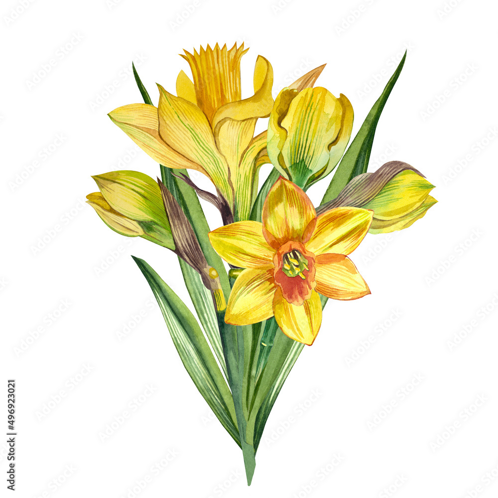Obraz premium A bouquet of watercolor spring flowers, daffodils and yellow tulips on a white background.