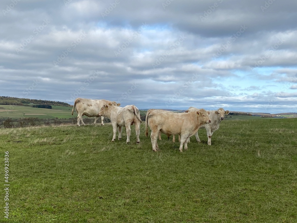 Rinder auf der Weide