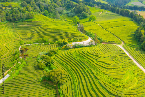 Gorreana tea plantation at Sao Miguel island at Portugal photo