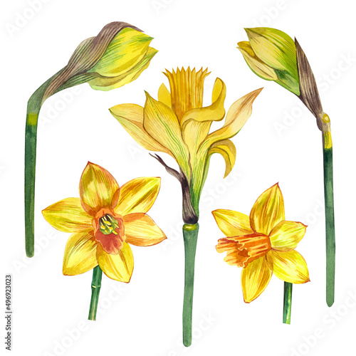 A set of watercolor elements, yellow daffodils hand-painted in watercolor, isolated on a white background.