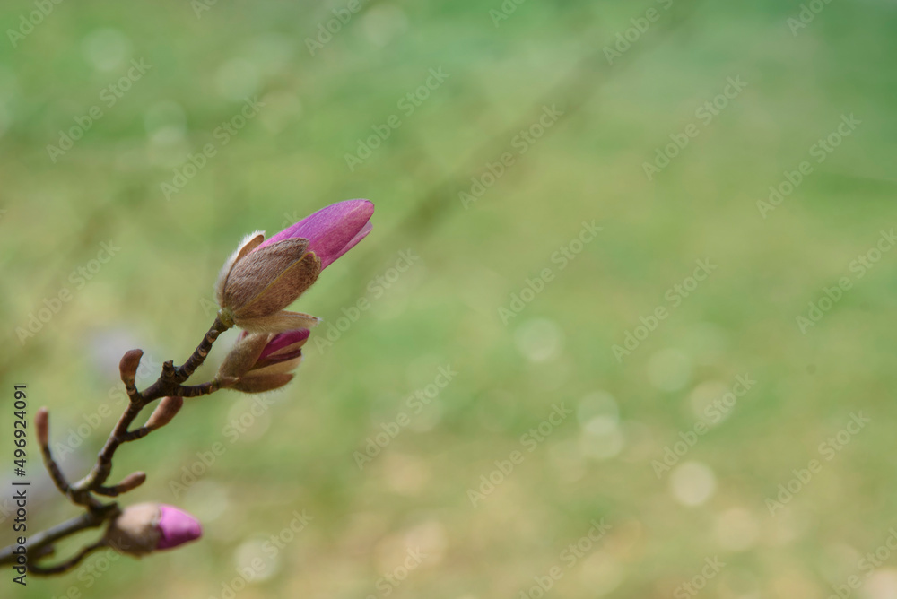 Beautiful pink magnolia flower close-up on a green background. Flowering tree in the city of Zielona Góra, Poland, 04/03/2022. Beautiful pink magnolia flower close-up on a green background. Flowering tree in the city of Zielona Góra, Poland, 04/03/2022.