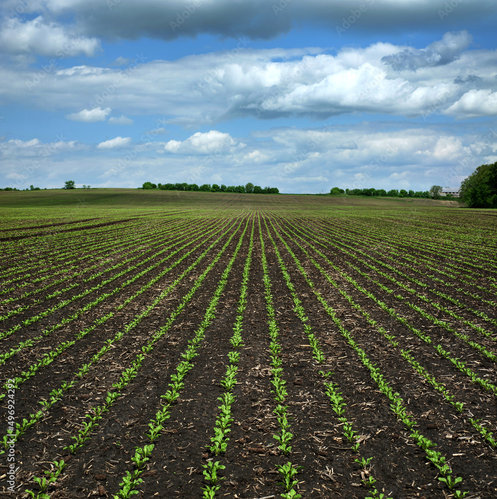 rows of Sugar beet sprouts on field at spring with beautiful sky rows of Sugar beet sprouts on field at spring with beautiful sky
