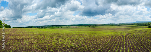 crops field, agricultural hills panoramic landscape with beautiful sky