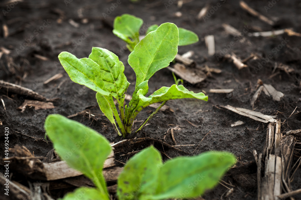 young leaves, sugar beet sprouts close up, wet soil on the field in spring young leaves, sugar beet sprouts close up, wet soil on the field in spring