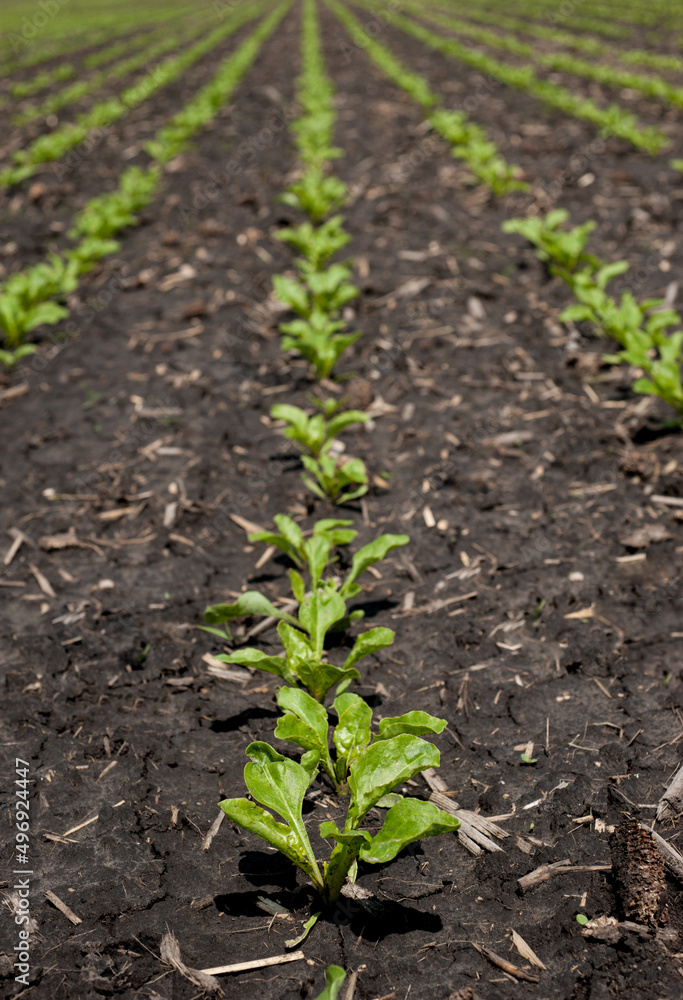 Sugar beet sprouts on field, Close up of leaves after rain Sugar beet sprouts on field, Close up of leaves after rain