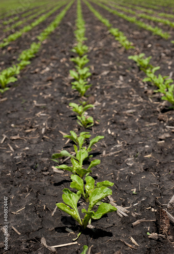 Sugar beet sprouts on field, Close up of leaves after rain