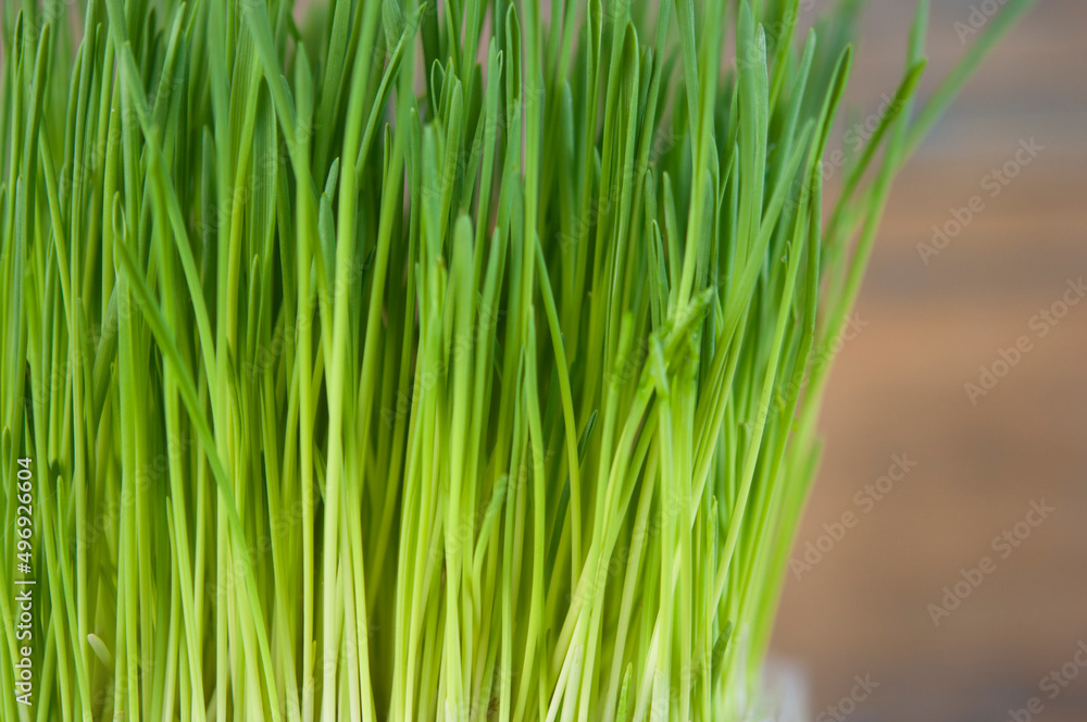 Naklejka premium Spring grass background. Grass over wood. Nature background with grass and wood