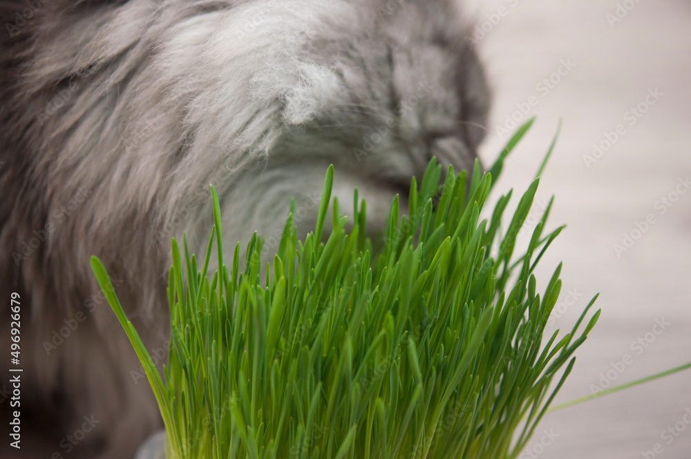 cute kitten with funny face eating organic grass cute kitten with funny face eating organic grass