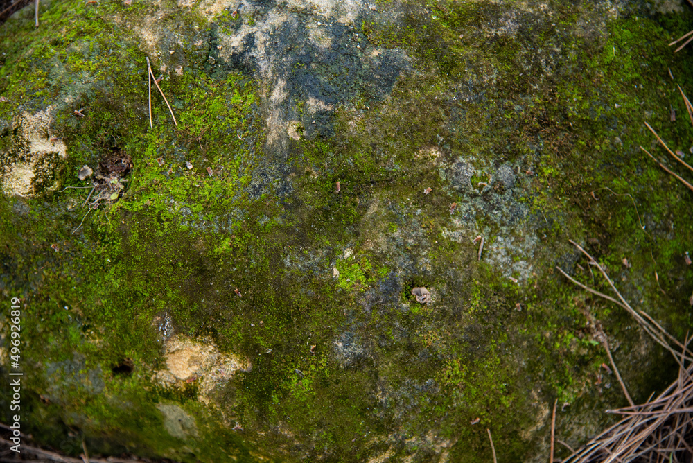 Fototapeta premium Textura musgo sobre roca