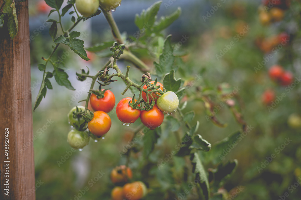 Beautiful view of red cherry tomatoes in a home garden in the countryside after rain. Soft morning lighting without harsh shadows. Beautiful view of red cherry tomatoes in a home garden in the countryside after rain. Soft morning lighting without harsh shadows.