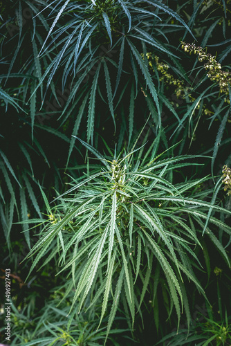 Branch of cannabis and marijuana. Ganja  hemp beautiful tree.