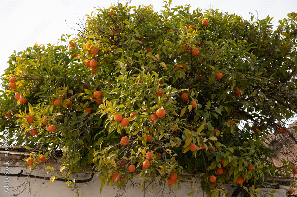 Orange tree with many sweet ripe citrus orange fruits