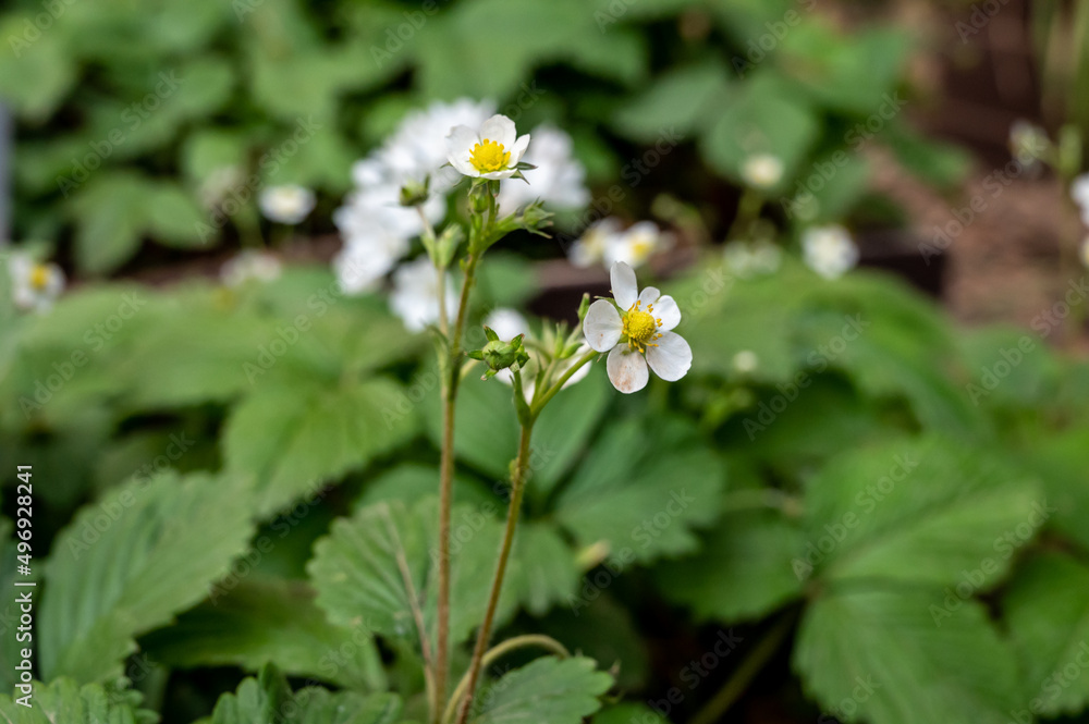 White flowers of wild strawberry plant growing in garden White flowers of wild strawberry plant growing in garden