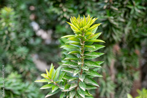 Green leaves of myrtus communis mediterranean ornamental and medicinal plant