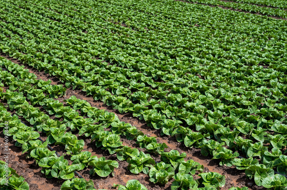 Farm fields with fertile soils and rows of growing green lettuce salad in Andalusia, Spain Farm fields with fertile soils and rows of growing green lettuce salad in Andalusia, Spain