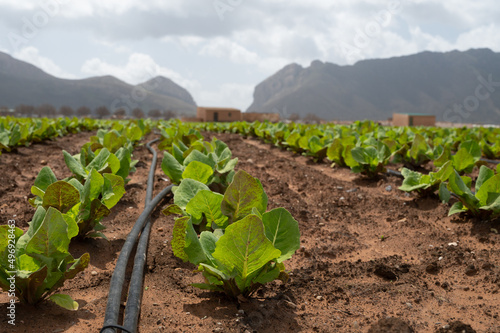 Farm fields with rows of green lettuce salad. Panoramic view on agricultural valley Zafarraya with fertile soils for growing of vegetables, green lettuce salad, cabbage, artichokes, Andalusia, Spain photo